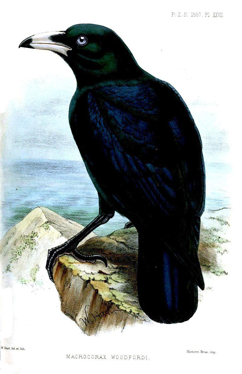 白嘴乌鸦的外形特征,地理分布