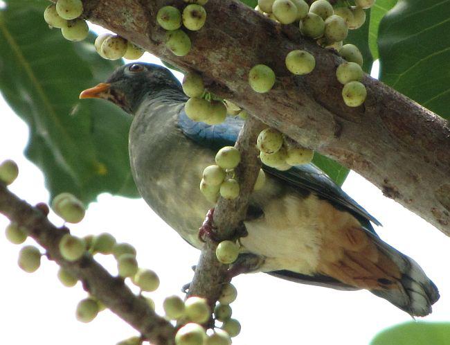 Jambu Fruit Dove