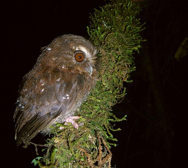 Long-whiskered Owlet (Xenoglaux loweri) - Picture 3 in Xenoglaux: loweryi - Location: Abra PatriciaCAlto Nieva Private Conservation Area, Northern Peru.Source: Asociacin Ecosistemas Andinos - ECOAN Photo by David Geale.