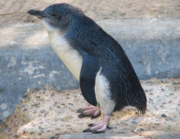 Little Blue Penguin Standing