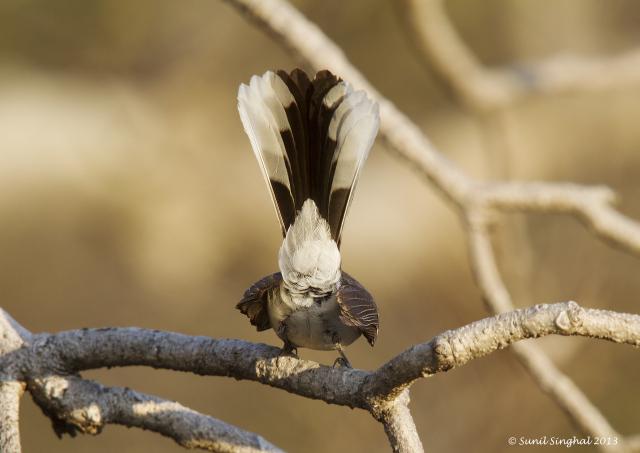 White-browed Fantail