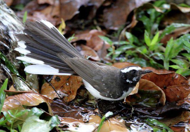 White-browed Fantail