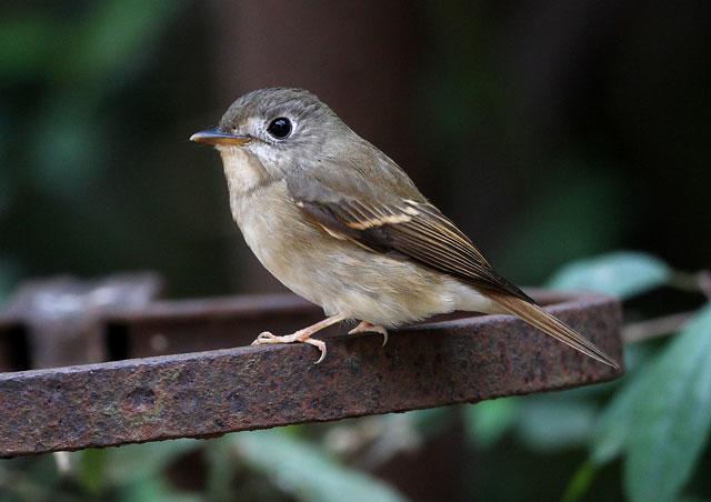 Brown-breasted Flycatcher