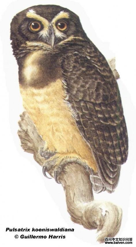 Lechuzn chico de collar (Tawny-browed Owl). 40cm. Dibujo. Fuente: 