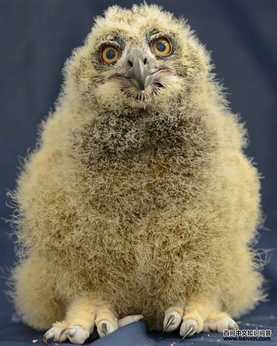 National AviarySay hello to our baby Eurasian eagle-owl! oh - and it's a GIRL!She was born on March 13th to X and Dumbledore and weighed 49.5 grams...