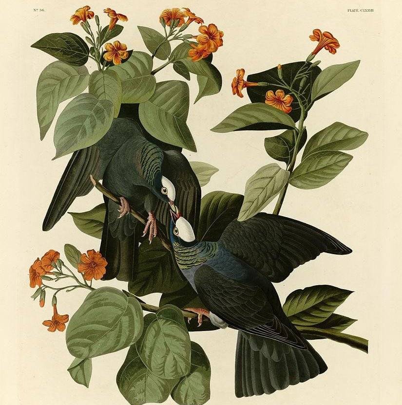 ׶룬¶ŰPlate 177 of Birds of America by John James Audubon depicting White-crowned Pigeon.