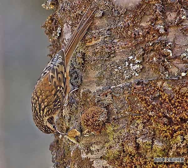 Rusty-flanked Treecreeper
