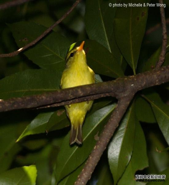 Sulphur-breasted Warbler
