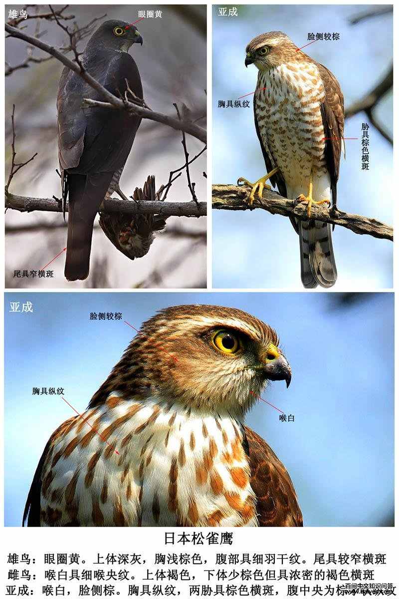 日本松雀鹰的外形特征,地理分布,生活习性