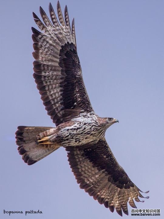 Bonelli's Eagle in Flight - Bopanna Pattada
